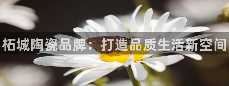 杏鑫手机客户端